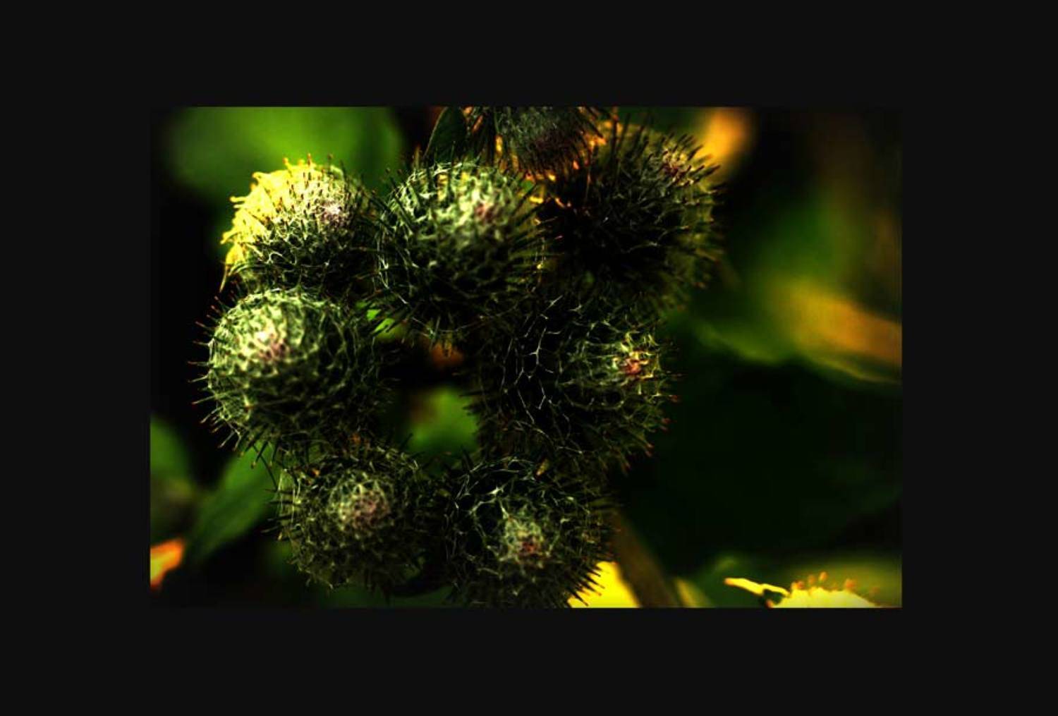 природа, цветы, Givi