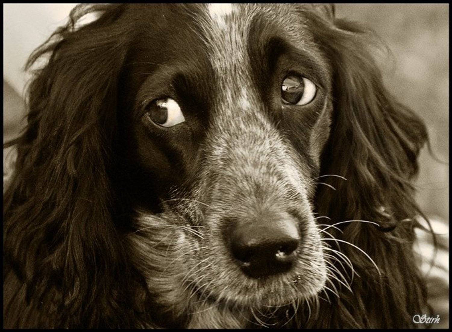@ собака глаза чб животные потрет, Михаил Евстратов
