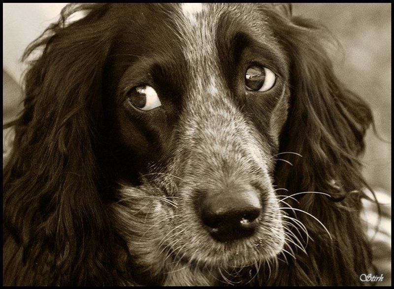 @ собака глаза чб животные потрет @ фото превью