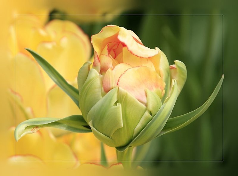 саше путеву в день рождения с самыми наилучшими пожеланиями!!! САША, С ДНЕМ РОЖДЕНИЯ ТЕБЯ!!! фото превью