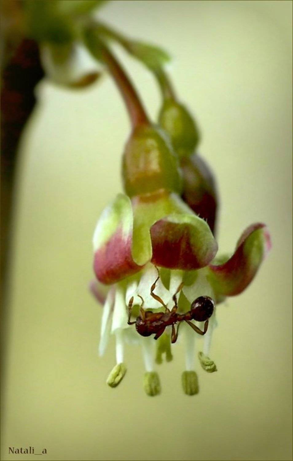 цветок, крыжовник, муравей, весна, Natali_a