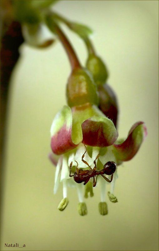 цветок, крыжовник, муравей, весна *** фото превью