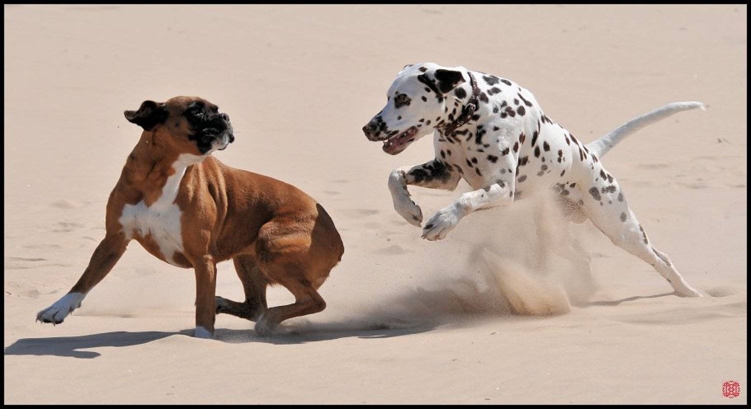 vitalight araghorn the king, Cairns (Павел Васильев)