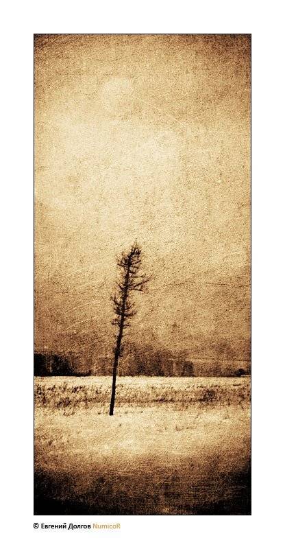 зима, снего, небо, коллаж, дерево, поле, Евгений Долгов NumicoR