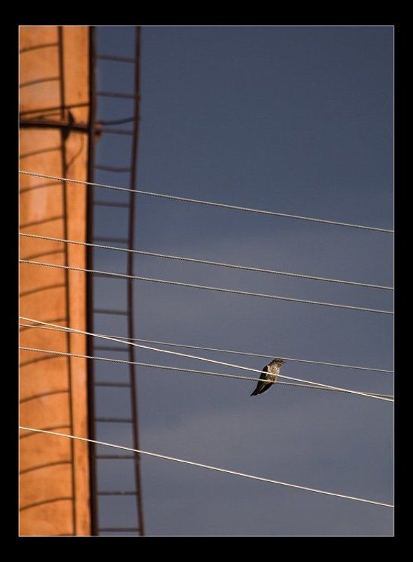 провода, струны, птица, кукушка ноты для кукушки фото превью