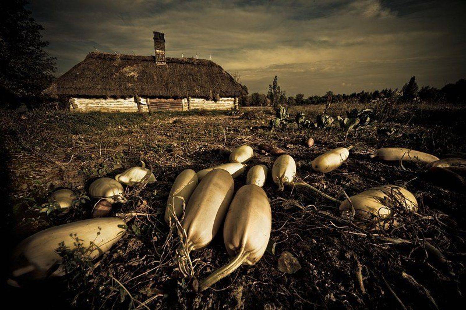 осень, пейзаж, кабачки, Марк Пономаренко