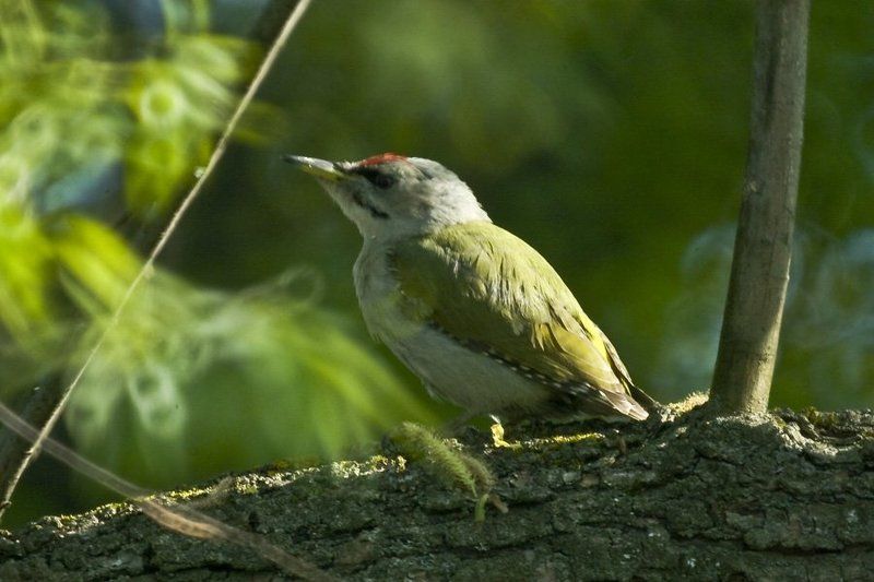рубинар 1000 макро Из дальнобойного ;) фото превью