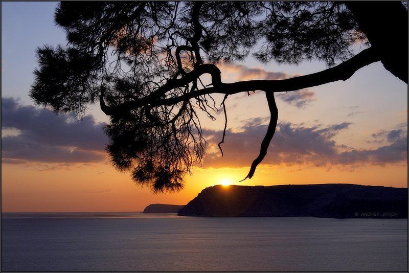 крым, закат, солнце, сосна, море, небо, пейзаж Крымский закат.. фото превью