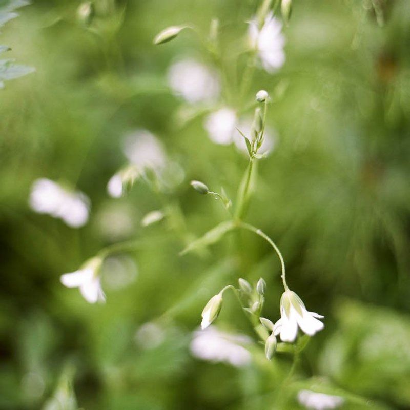 6x6, 120, киев-6с, волна-3, kodak porta 160 vc *** фото превью
