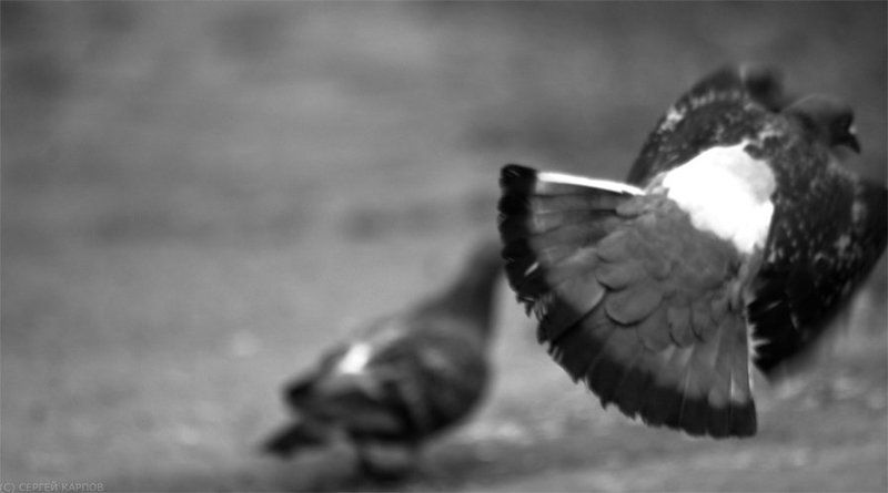 go, out Go out фото превью