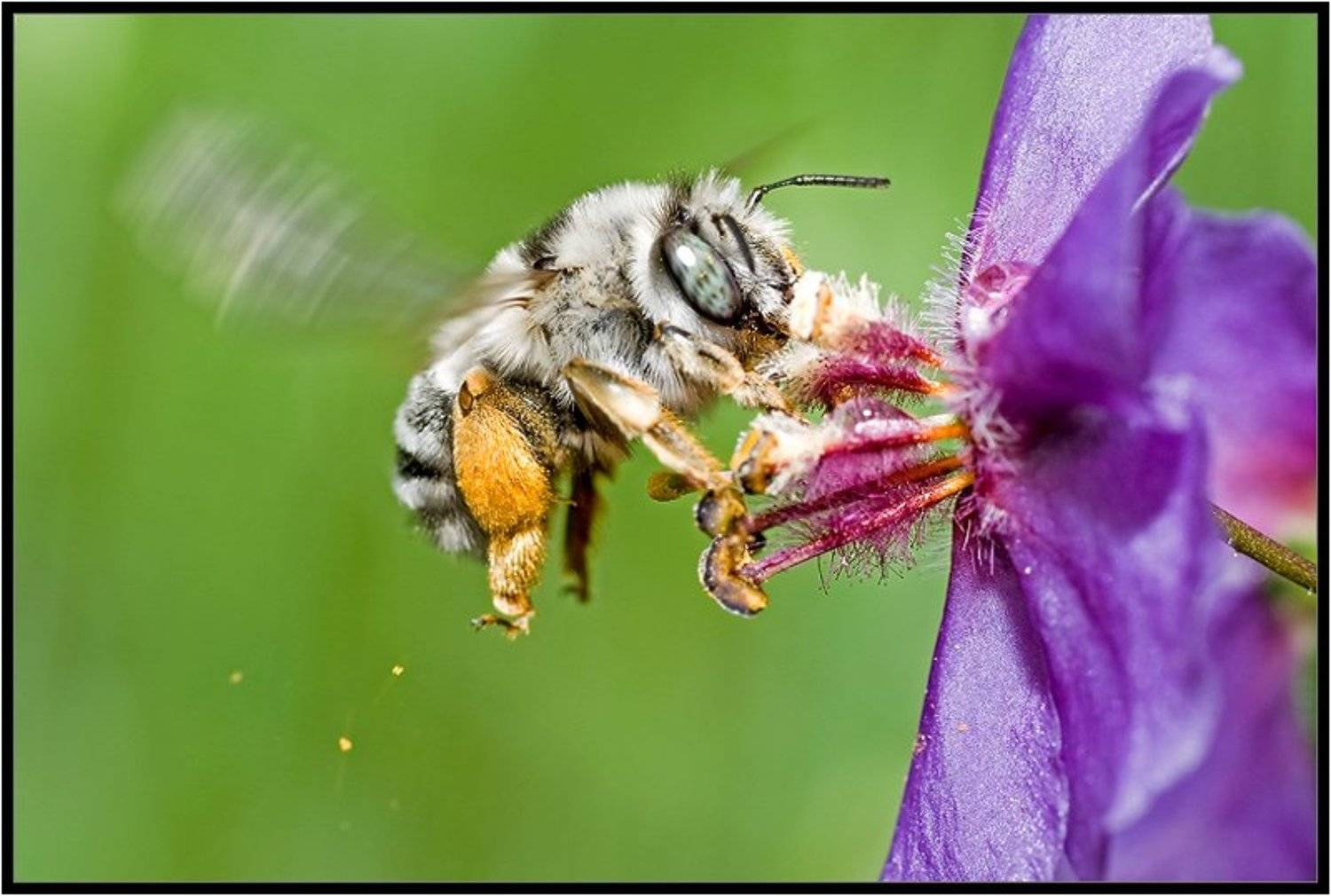 макро,пчёла,качурин алексей,опыление,цветы, Качурин Алексей