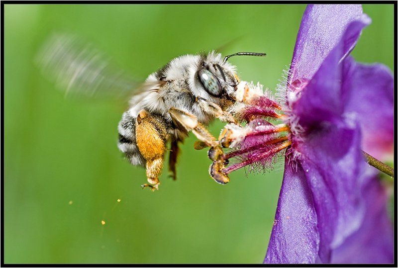 макро,пчёла,качурин алексей,опыление,цветы Роняя пыльцу фото превью