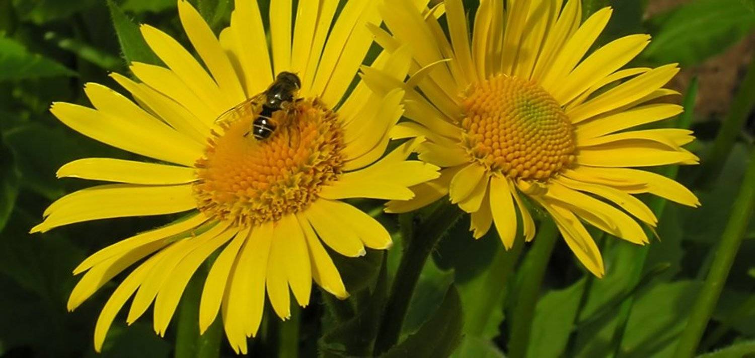 цветы, насекомое, желтый, Tatiana Rozanova