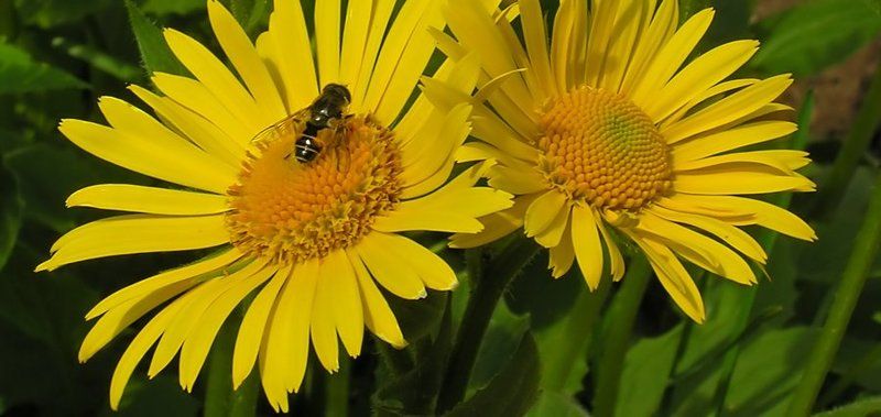 цветы, насекомое, желтый Желтые цветы фото превью