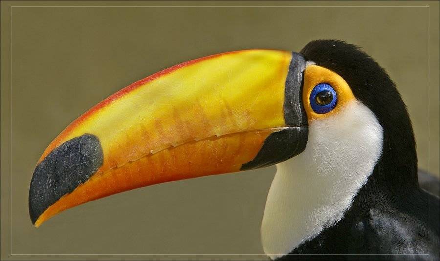 тукан, Borsov Michail