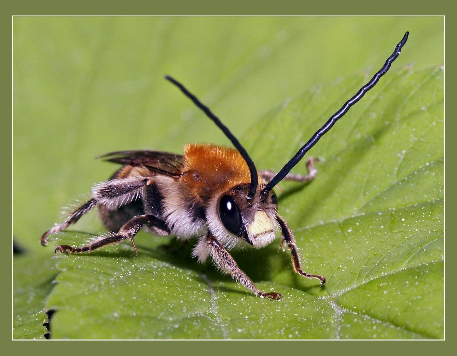 "техасская пчела", Игорь Лом