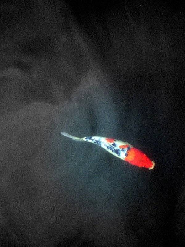 kaminokoe, братан, Slowhill