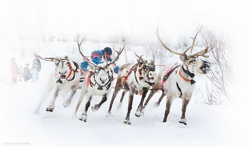 ~ Про наездника из тундры и его верных друзей фото превью