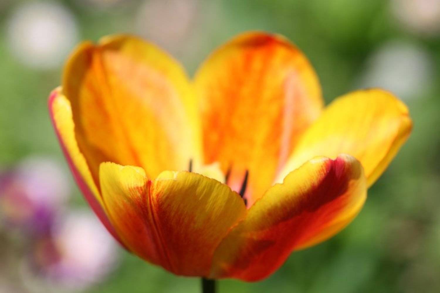 тюльпан, желтый, красный, весна, цветок, Lelya