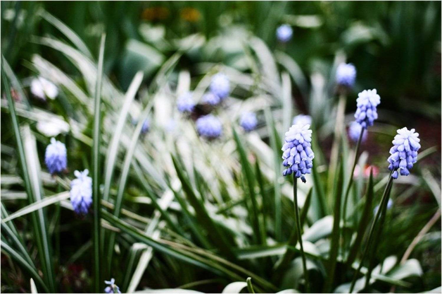 green, blue, flowers, koniae'ff