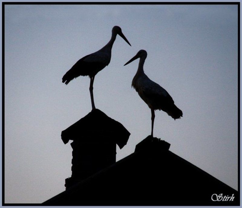 журавли птицы деревня область природа На крыше дома твоего... фото превью
