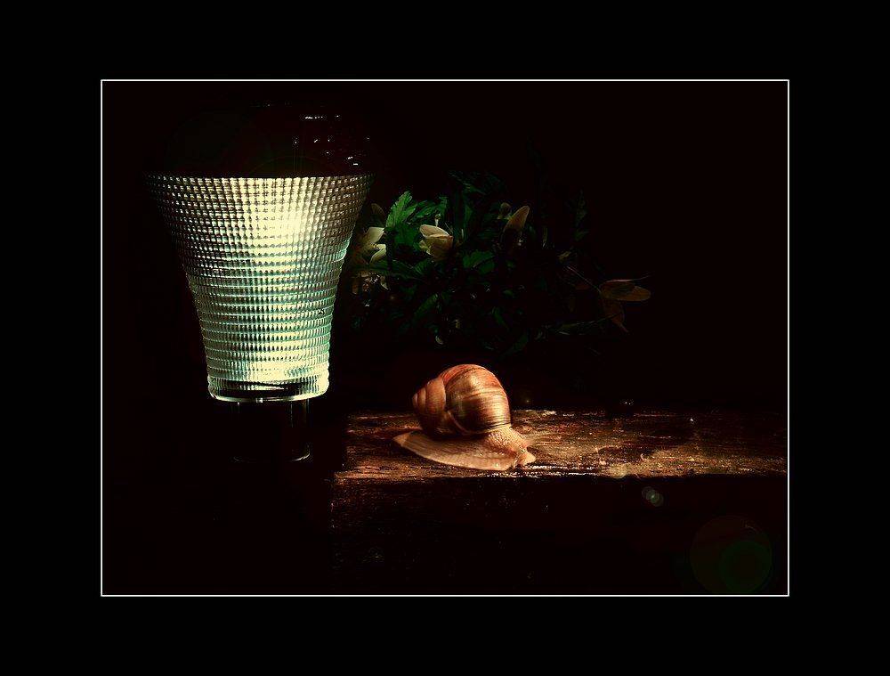 улитка.фонарь.цветы, Роман