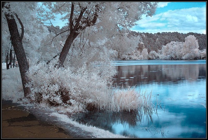 ик, infra red, инфракрасная съемка Синий, синий, иней. фото превью