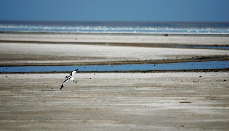 эльтон,птица,вода,пейзаж,татаринцев На Юг ... фото превью