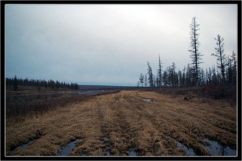 река,берег,тайга,ночь,весна Белая ночь фото превью
