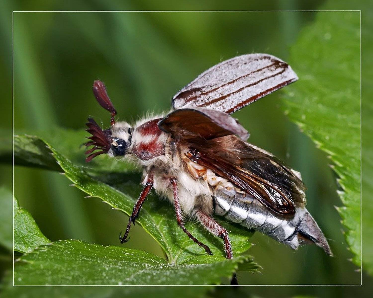 майский жук, Игорь Лом