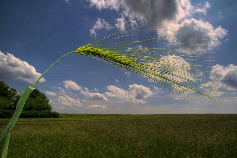 про поле и колосок  фото превью