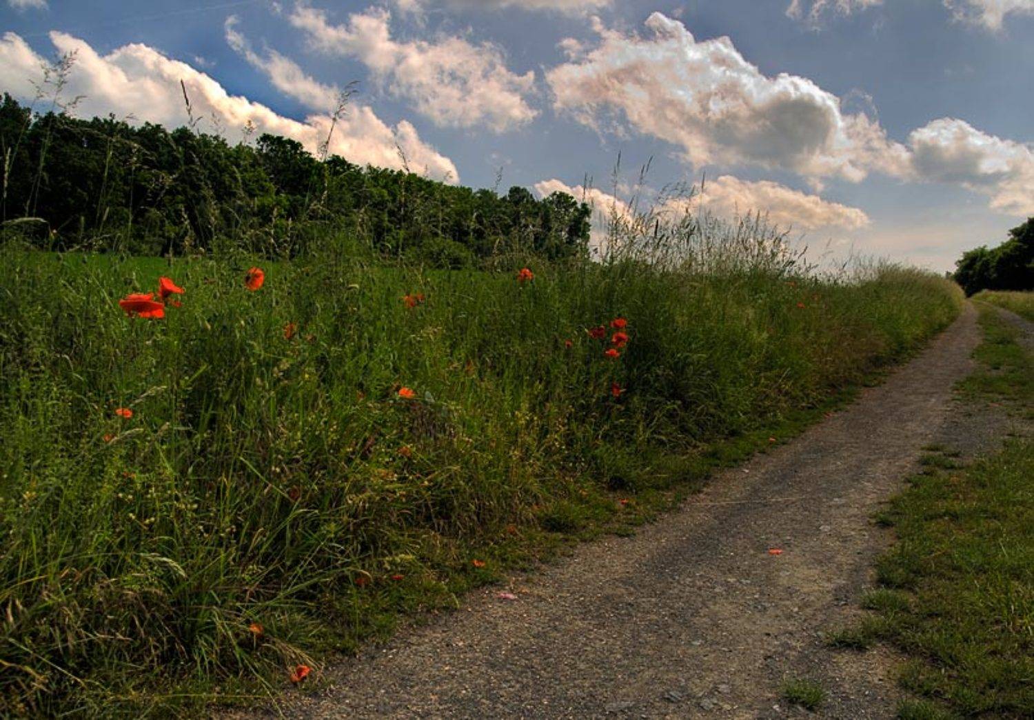 по поле, маки и дорожку, tracker70