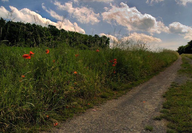 по поле, маки и дорожку  фото превью