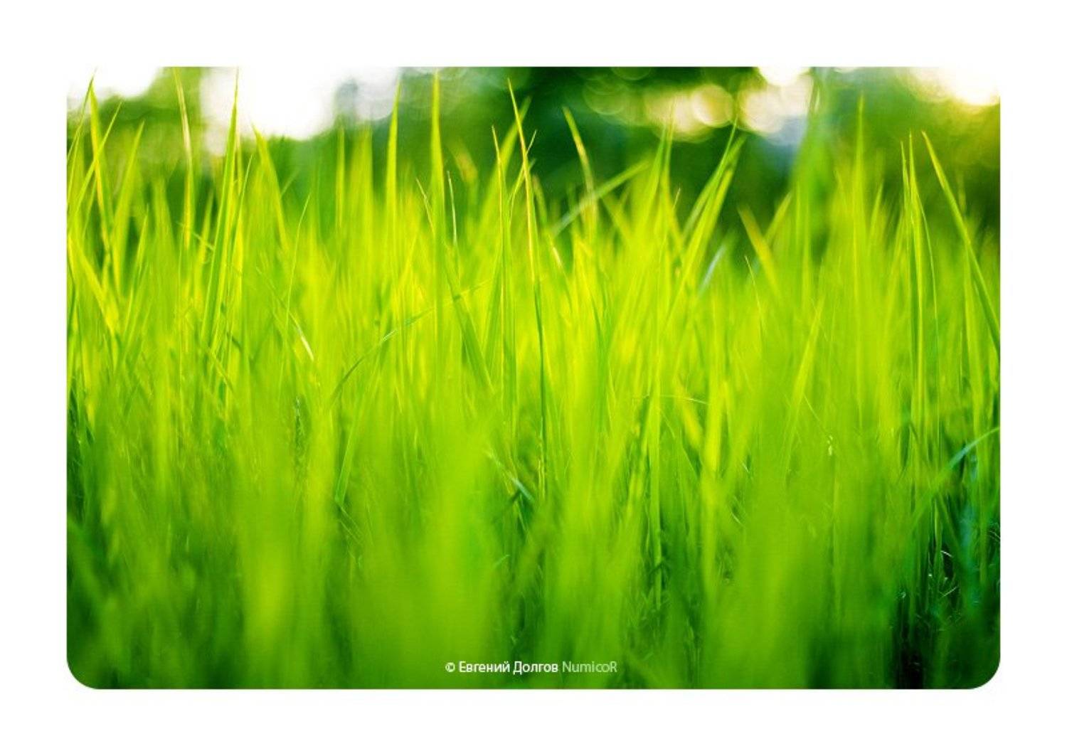 лето, 1 июня, трава, вечер, Евгений Долгов NumicoR