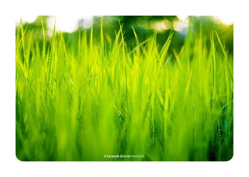 лето, 1 июня, трава, вечер *** фото превью