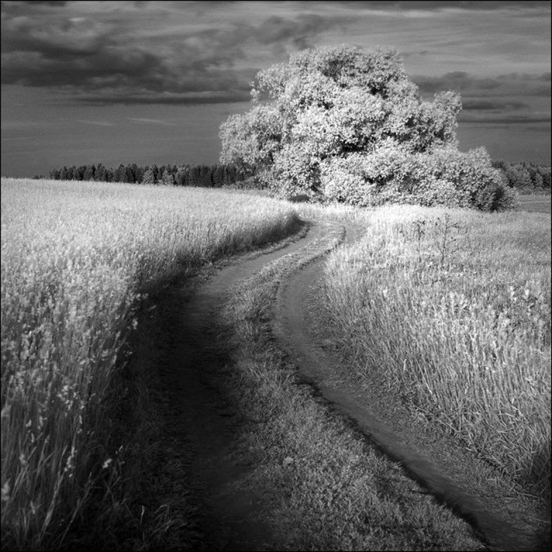 Квадпатная летняя чб картинка с дорогой к дереву на Истре фото превью