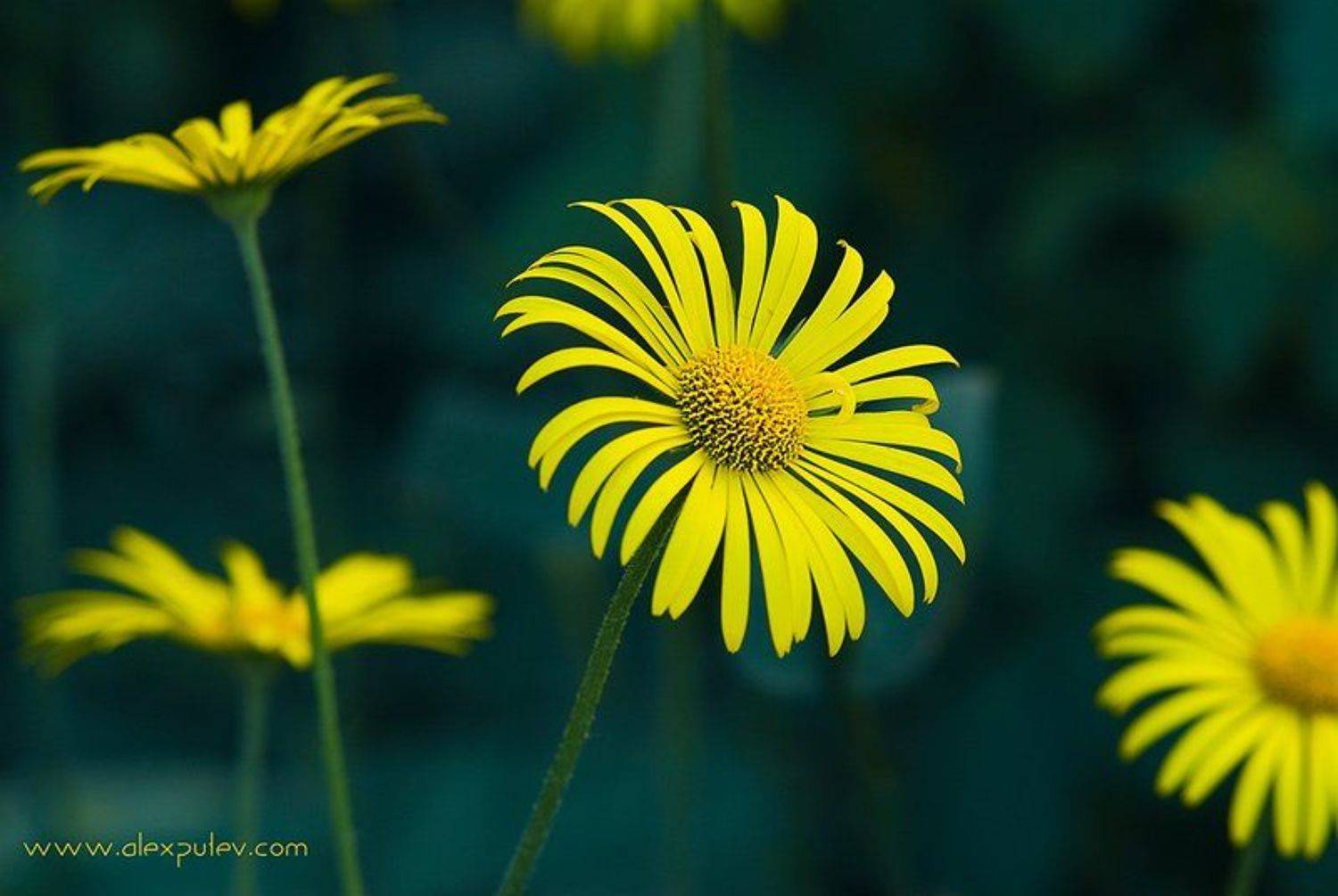 весна,цветы, Александр Путев