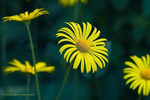 Солнечная диагональ