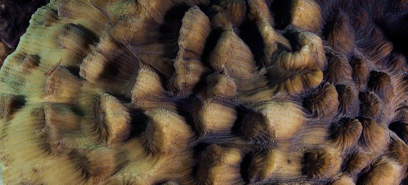 красное, море. Пролетая над горами Красного моря.. фото превью