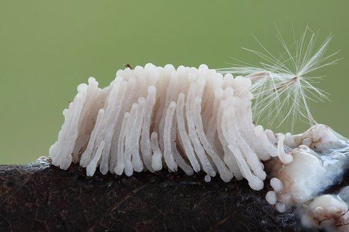 Миксомицет Stemonitis pallida