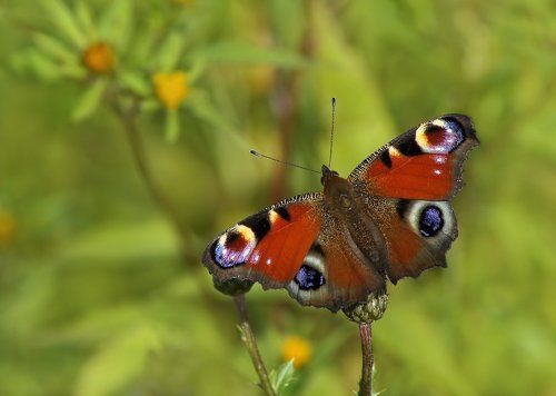 Павлиний глаз