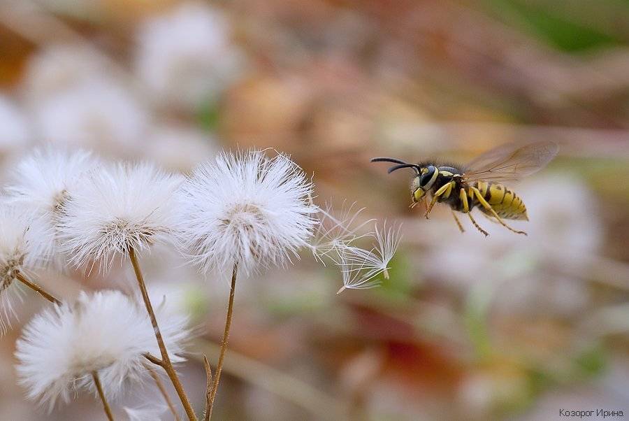 оса, Ирина Козорог