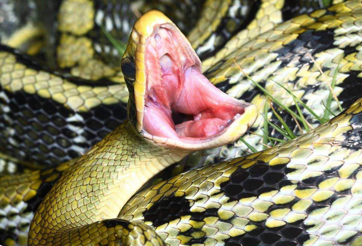 saxatilis, elaphe, tyler