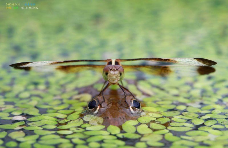 стрекоза стрекоза фото превью