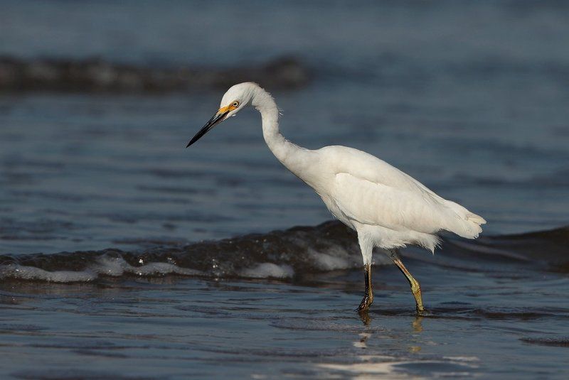 американская белая цапля, птицы, пернатые, бразилия как обедает цапля фото превью
