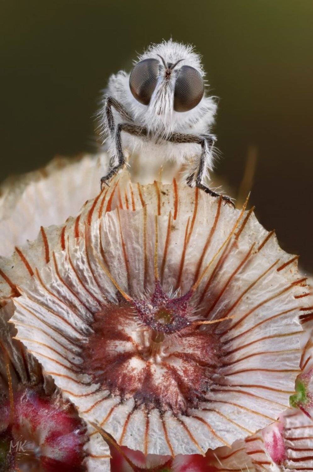 ктырь, спутниковая, тарелка, Miron Karlinsky