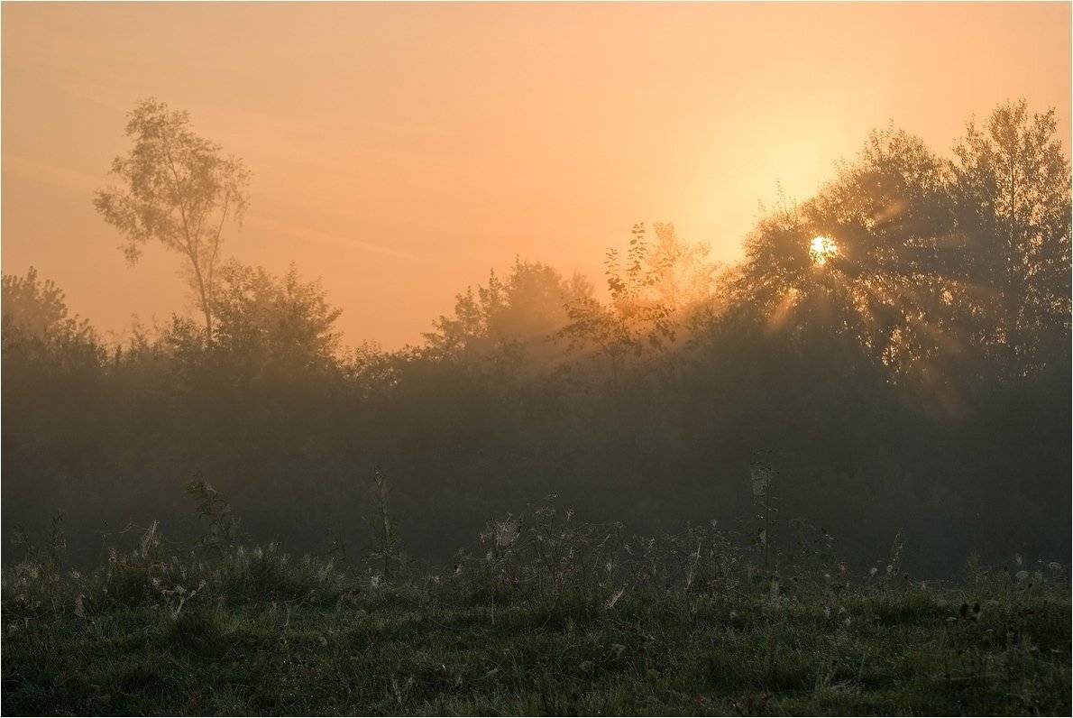 , Николай Шахманцир