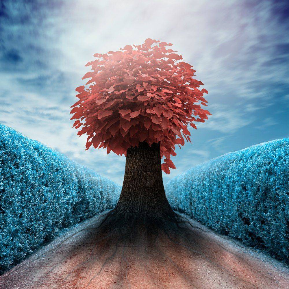 , Caras Ionut