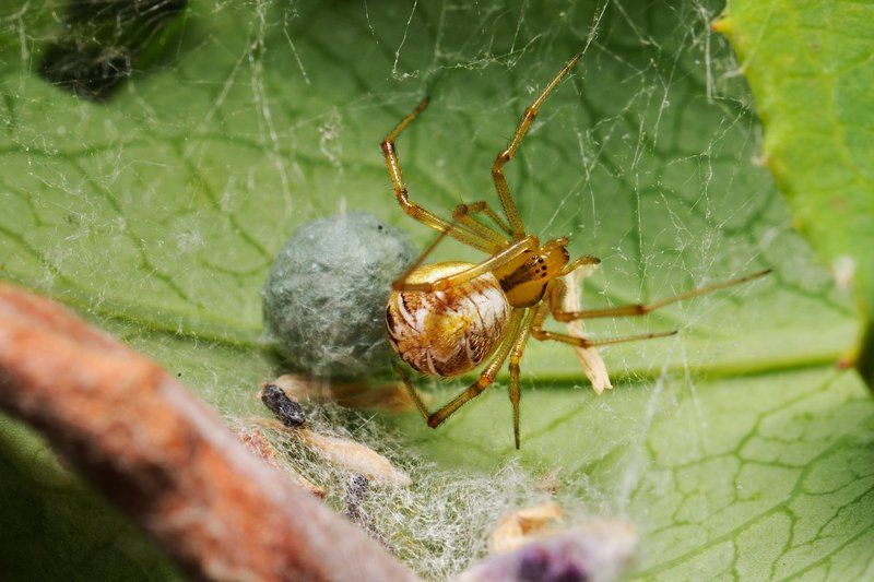 nikon, d7000, spider, macro, close-up, nature, arachnida, arthropoda, araneae, egg sac Наседка фото превью