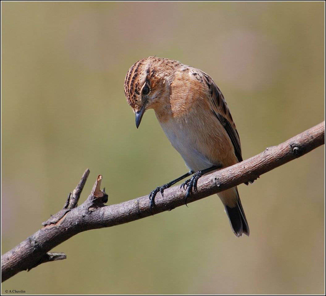 чекан,июль, Александр Чувилин